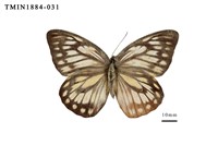 藏品(鋸粉蝶)的圖片